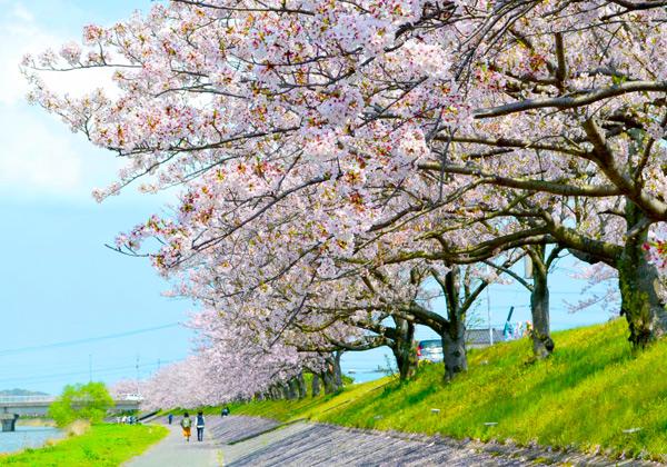 今川河畔約1000本の桜並木散策と簑島海岸マテ貝掘り【春のよかバス特集】1